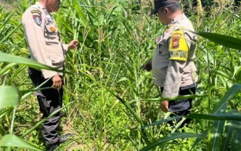 Polsek Kabun Optimalkan Polisi Cinta Petani dalam Mendukung Produksi Pangan