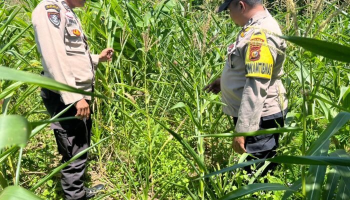 Polsek Kabun Optimalkan Polisi Cinta Petani dalam Mendukung Produksi Pangan
