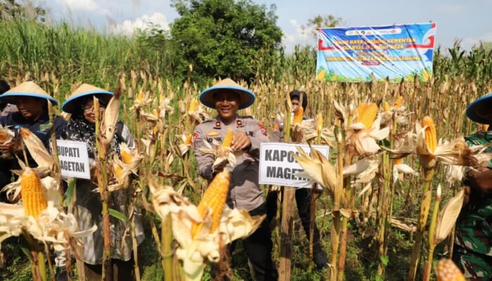 Polres Magetan Panen Raya Jagung Kuartal II 2026, Wujud Nyata Dukung Swasembada Pangan Nasional