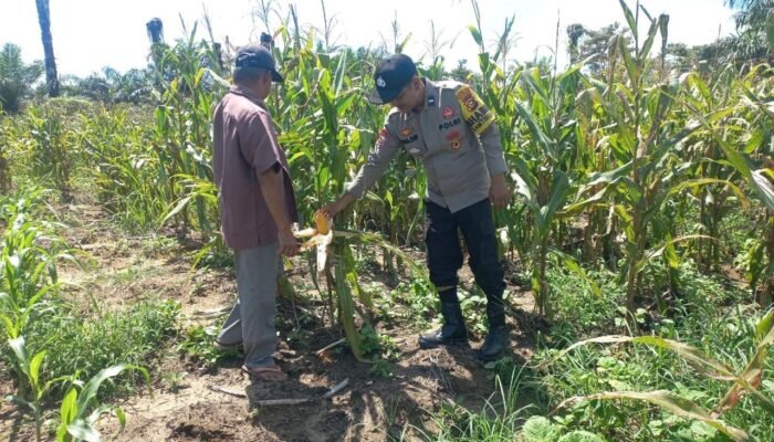 Polsek Tambusai Utara Gelorakan Swasembada Pangan di Desa Mahato