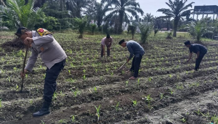 Bukan Sekadar Program, Tapi Gerakan Nyata: Polisi Cinta Petani Polsek Kunto Darussalam Rawat Jagung di Pasir Luhur