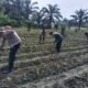 Bukan Sekadar Program, Tapi Gerakan Nyata: Polisi Cinta Petani Polsek Kunto Darussalam Rawat Jagung di Pasir Luhur