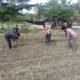 Polsek Kunto Darussalam Dukung Ketahanan Pangan Nasional, Lakukan Pengecekan Lahan Jagung di Desa Pasir Luhur