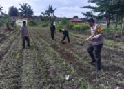 Polsek Kunto Darussalam Kawal Swasembada Pangan, Cek Pertumbuhan Jagung Hibrida 