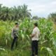 Polisi Cinta Petani: Gerak Nyata Polsek Tandun di Lahan Jagung Warga Desa Tapung Jaya