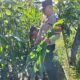 Polisi Cinta Petani: Polsek Tambusai Utara Turun Langsung Pantau Jagung Warga di Mekar Jaya