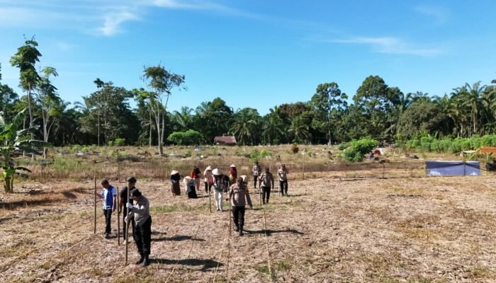 Polsek Rokan IV Koto Turun Langsung Tanam Jagung Bersama Warga di Lubuk Bendahara Timur, Wujud Polisi Cinta Petani