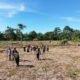 Polsek Rokan IV Koto Turun Langsung Tanam Jagung Bersama Warga di Lubuk Bendahara Timur, Wujud Polisi Cinta Petani