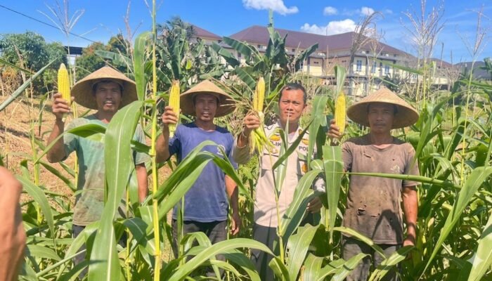 Dukung Program Ketahanan Pangan Menuju Swasembada Pangan Nasional, Polres Rokan Hulu Pantau Perkembangan Jagung Hibrida