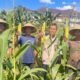 Dukung Program Ketahanan Pangan Menuju Swasembada Pangan Nasional, Polres Rokan Hulu Pantau Perkembangan Jagung Hibrida