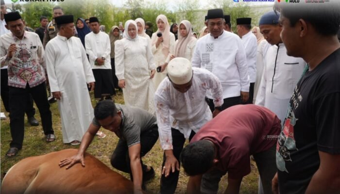 Bupati Anton dan Jajaran Pemkab Rohul Turun Langsung, Pastikan Berkah 81 Sapi Qurban Mengalir ke Masyarakat