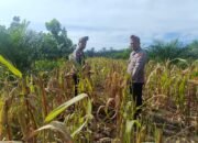 Polsek Rambah Hilir Hadir di Tengah Lahan Jagung Hibrida, Perkuat Gerakan Ketahanan Pangan Berbasis Desa di Pasir Jaya