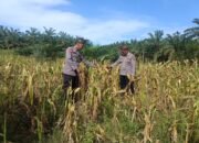 Akselerasi Swasembada Pangan Nasional, Polsek Rambah Hilir Dorong Desa Pasir Jaya Jadi Role Model Jagung Hibrida