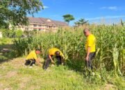 Polres Rokan Hulu Intensif Pantau Perkembangan Jagung Hibrida, Dukung Program Ketahanan dan Swasembada Pangan Nasional