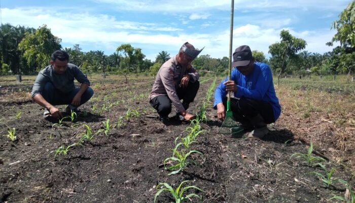 Jagung Hibrida Pagar Mayang Tumbuh Optimal, Polsek Tambusai Utara Kawal Akselerasi Swasembada Pangan Nasional