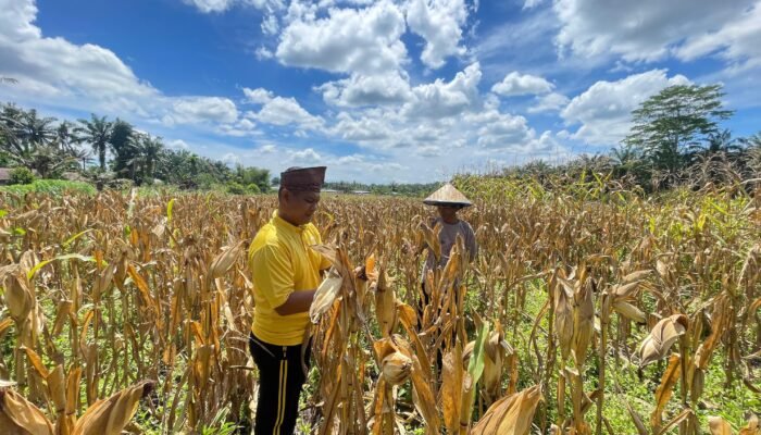 Polsek Bonai Darussalam Kawal Produksi Jagung, Percepat Akselerasi Swasembada Pangan Nasional di Rawa Makmur