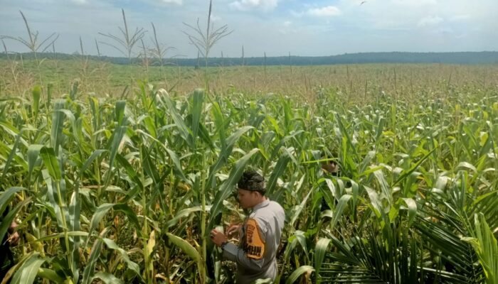 Polsek Kabun Teguhkan Semangat Polisi Cinta Petani, Dukung Ketahanan Pangan di Tengah Masyarakat Desa