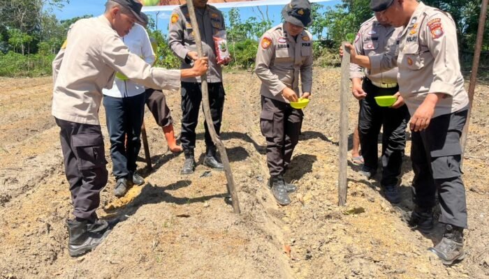 Polri Hadir untuk Ketahanan Pangan, Polsek Bukit Kapur Garap Lahan Produktif Tanam Jagung