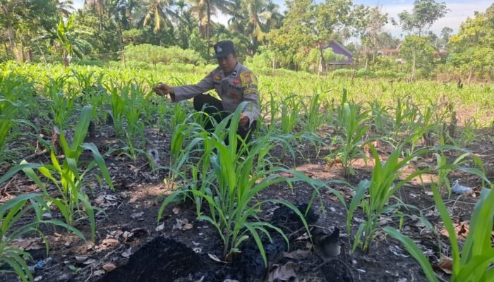 Garda Ketahanan Pangan Nasional, Polsek Rambah Hilir Kawal Pertumbuhan Jagung Hibrida Demi Panen dan Kedaulatan Pangan Bangsa