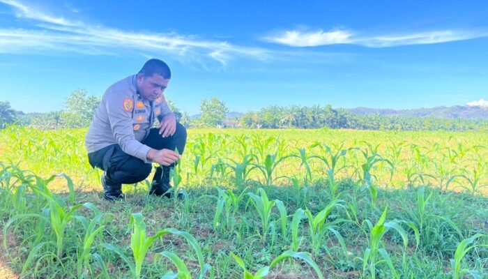 Polres Rokan Hulu Perkuat Ketahanan Pangan Nasional, Cek Kesiapan Tanaman Jagung di Lahan 6 Hektare