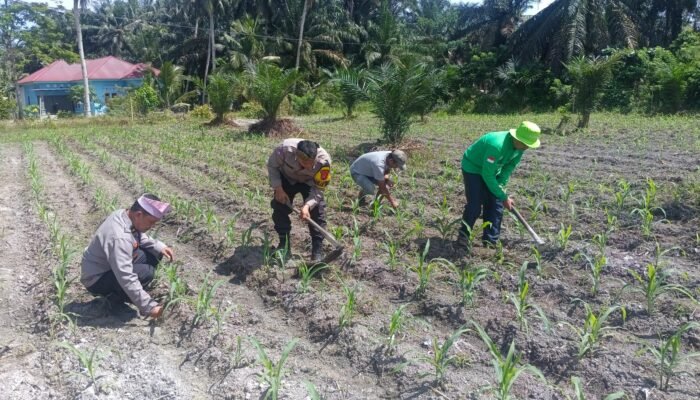Polsek Kunto Darussalam Dorong Pemanfaatan Lahan Produktif untuk Perkuat Swasembada Pangan di Pasir Luhur