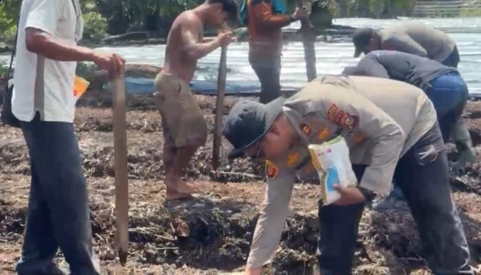 Komitmen Dukung Ketahanan Pangan, Polsek Sungai Sembilan Tanam Jagung Bersama Masyarakat