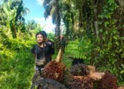 PT SAI Paparkan Kronologi Penanganan Warga yang Diamankan Saat Dugaan Pencurian TBS