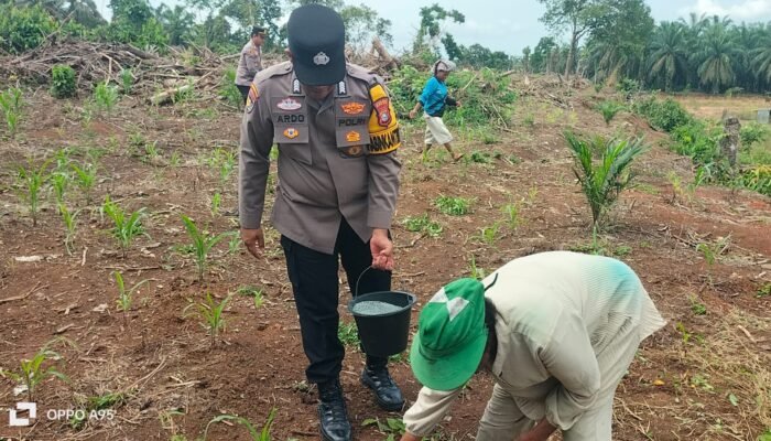 Polsek Tandun Intensif Kawal Budidaya Jagung Pipil, Dukung Percepatan Swasembada Pangan Nasional
