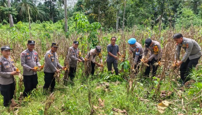 Polsek Rambah Monitoring Perkembangan Tanaman Jagung tang akan di Panen di Desa Kaiti dalam Rangka Swasembada Pangan