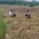 Sinergi Polsek Tambusai Utara Dukung Pengembangan Jagung Monokultur untuk Perkuat Swasembada Pangan Daerah