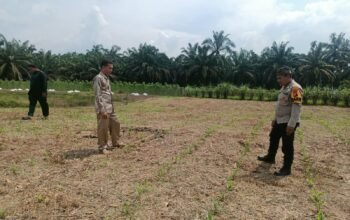 Polsek Rokan IV Koto Pantau Pertumbuhan Jagung, Dukung Peningkatan Produksi Menuju Swasembada Pangan Nasional