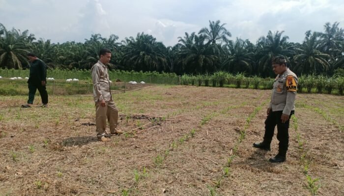 Polsek Rokan IV Koto Pantau Pertumbuhan Jagung, Dukung Peningkatan Produksi Menuju Swasembada Pangan Nasional