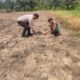 Polri Perkuat Ketersediaan Pangan Nasional, Polsek Rokan IV Koto Intensif Pantau Perkembangan Jagung Desa Lubuk Bendahara 