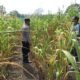 Polsek Tandun Optimalkan Pemanfaatan Lahan Produktif untuk Tingkatkan Produksi Pangan dan Perkuat Ketahanan Pangan Nasional