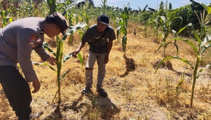 Polsek Tambusai Utara Dukung Ketahanan Pangan, Dorong Optimalisasi Lahan Pertanian Desa Mahato