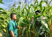 Dukung Ketahanan Pangan Nasional, Polsek Tambusai Utara Pantau Perkembangan Jagung Pipil di Desa Mekar Jaya