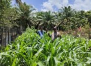 Dukung Ketahanan Pangan Nasional, Polsek Tandun Aktif Dampingi Budidaya Jagung Pipil di Desa Sei Kuning