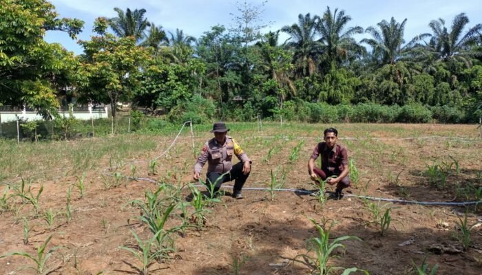 Polsek Rokan IV Koto Dorong Kemandirian Pangan Melalui Penguatan Swasembada di Desa Suligi