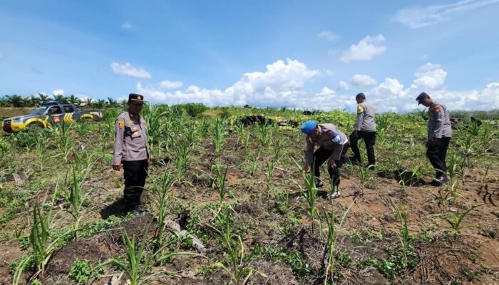 Polsek Rambah Kawal Program Swasembada Pangan Nasional, Cek Lahan Jagung di Desa Tanjung Belit