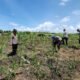 Polsek Rambah Kawal Program Swasembada Pangan Nasional, Cek Lahan Jagung di Desa Tanjung Belit