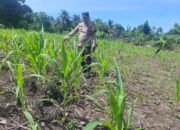 Polsek Rambah Hilir Dukung Swasembada Pangan Nasional, Lakukan Monitoring Tanaman Jagung untuk Perkuat Kemandirian Pangan Desa Sejati