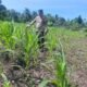 Polsek Rambah Hilir Dukung Swasembada Pangan Nasional, Lakukan Monitoring Tanaman Jagung untuk Perkuat Kemandirian Pangan Desa Sejati