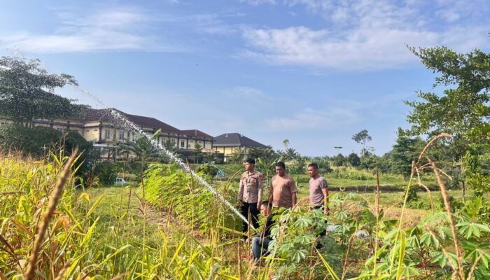Polres Rokan Hulu Intensif Rawat Jagung Hibrida di Musim Kemarau, Dukung Ketahanan Pangan Nasional