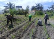 Dukung Swasembada Pangan Nasional, Polsek Kunto Darussalam Perkuat Kemandirian Pangan Daerah melalui Pengembangan Jagung Hibrida