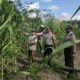 Polsek Ujungbatu Intensifkan Perawatan Jagung Binaan, Dukung Ketahanan Pangan Nasional