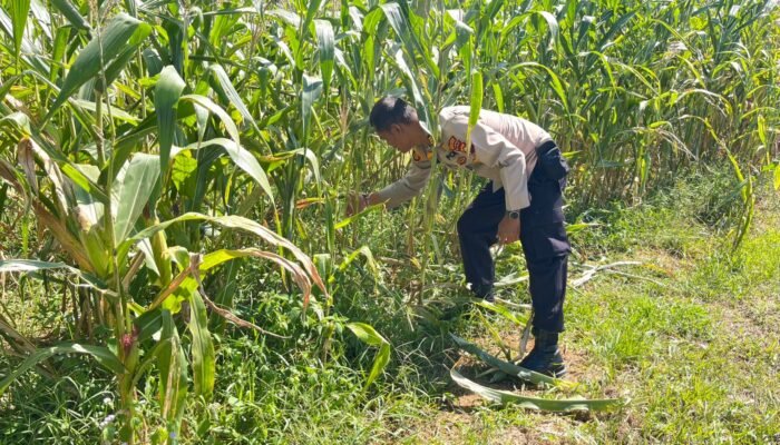 Dukung Ketahanan Pangan, Polres Rokan Hulu Pastikan Jagung Hibrida Tumbuh Optimal Jelang Panen