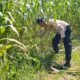 Dukung Ketahanan Pangan, Polres Rokan Hulu Pastikan Jagung Hibrida Tumbuh Optimal Jelang Panen