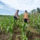 Polsek Kabun Dorong Swasembada Pangan Lewat Jagung Tumpang Sari Desa Kabun,Petani Sejahtera dan Pangan Terjamin