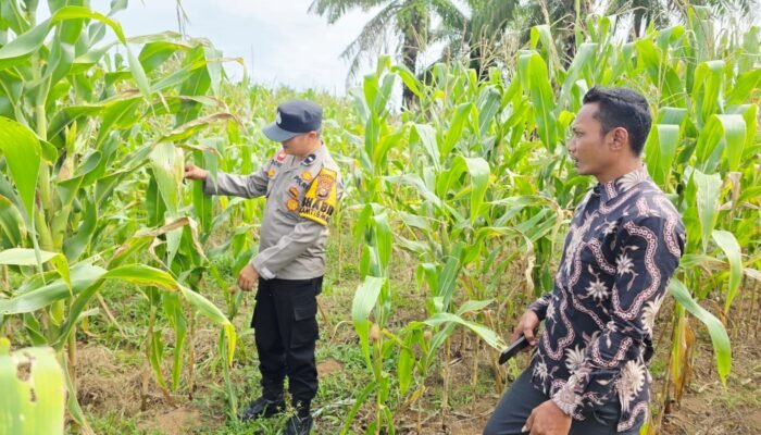 Polsek Tandun Kawal Ketahanan Pangan Nasional Lewat Penguatan Produksi Jagung Pipil di Tapung Jaya