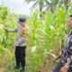 Polsek Tandun Kawal Ketahanan Pangan Nasional Lewat Penguatan Produksi Jagung Pipil di Tapung Jaya